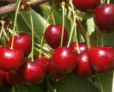 Třešeň pozdní chrupka 'Irena'