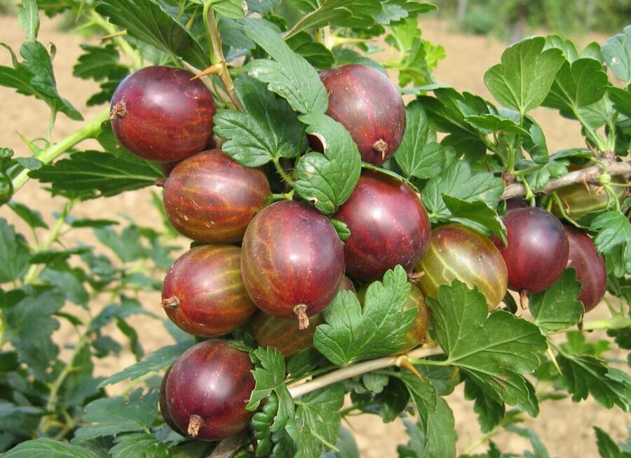 Angrešt červený 'Remarka' - Grossularia uva-crispa 'Remarka'