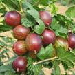 Angrešt červený 'Remarka' - Grossularia uva-crispa 'Remarka'