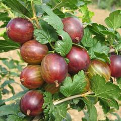 Angrešt červený 'Remarka' - Grossularia uva-crispa 'Remarka'