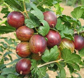 Angrešt červený 'Remarka' - Grossularia uva-crispa 'Remarka'