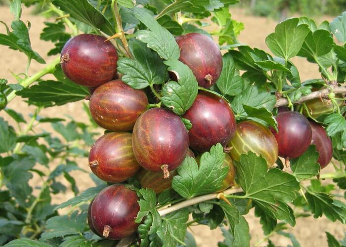 Angrešt červený 'Remarka' - Grossularia uva-crispa 'Remarka'