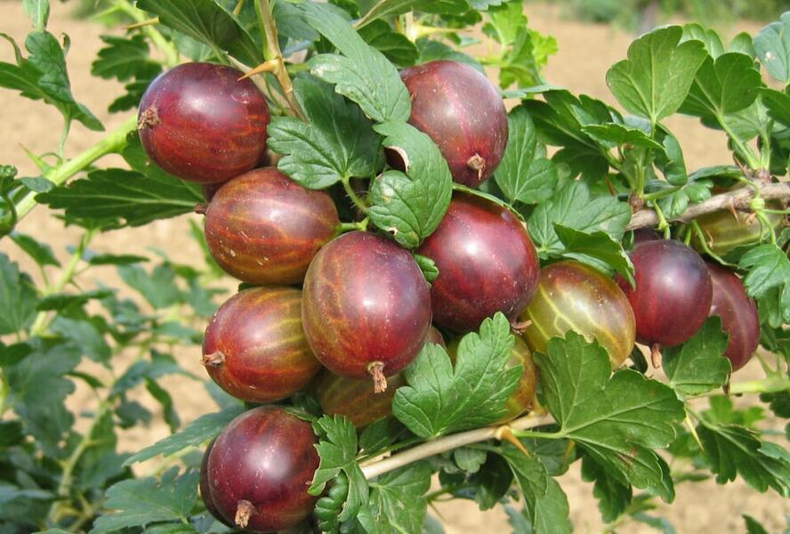 Angrešt červený 'Remarka' - Grossularia uva-crispa 'Remarka'