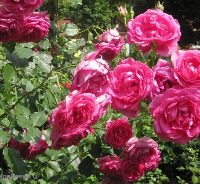 Růže pnoucí 'Parade' - Rosa PN 'Parade'