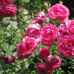 Růže pnoucí 'Parade' - Rosa PN 'Parade'