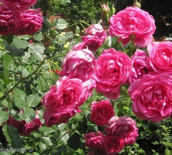 Růže pnoucí 'Parade' - Rosa PN 'Parade'