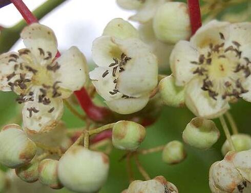 Aktinidie význačná, kiwi - samčí 'Weiki Männlich' - Actinidia arguta 'Weiki Männlich'