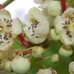 Aktinidie význačná, kiwi - samčí 'Weiki Männlich' - Actinidia arguta 'Weiki Männlich'