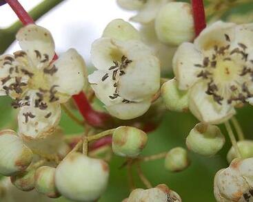 Aktinidie význačná, kiwi - samčí 'Weiki Männlich'