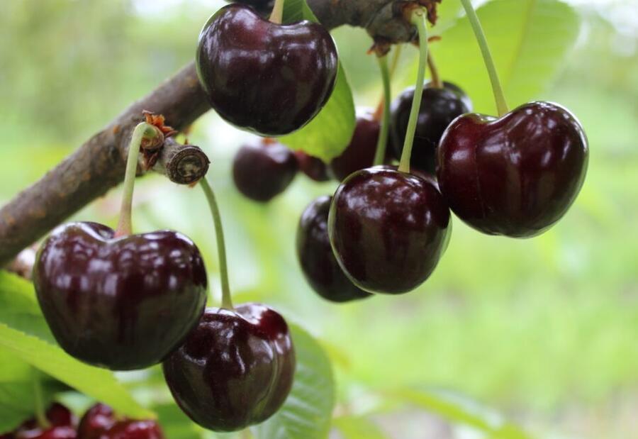 Třešeň pozdní - chrupka 'Tamara' - Prunus avium 'Tamara'