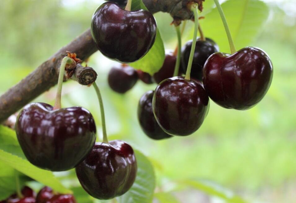Třešeň pozdní chrupka 'Tamara' - Prunus avium 'Tamara'