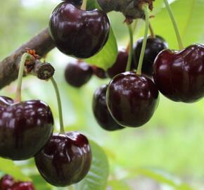 Třešeň pozdní - chrupka 'Tamara' - Prunus avium 'Tamara'