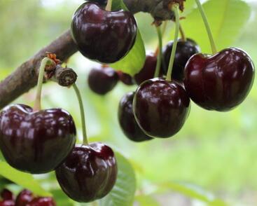 Třešeň pozdní chrupka 'Tamara'