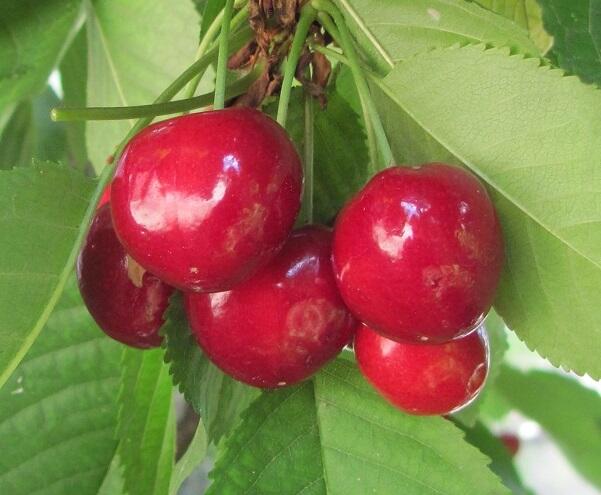 Třešeň středně raná - chrupka 'Summit' - Prunus avium 'Summit'