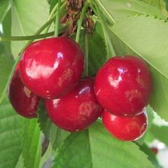 Třešeň středně raná - chrupka 'Summit' - Prunus avium 'Summit'