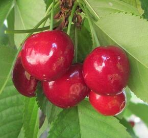 Třešeň středně raná - chrupka 'Summit' - Prunus avium 'Summit'