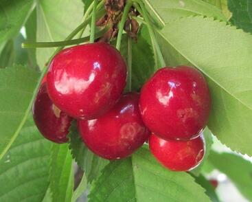 Třešeň středně raná chrupka 'Summit'