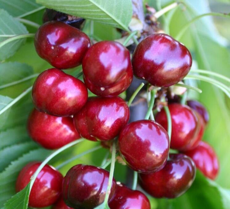 Třešeň velmi raná chrupka 'Sweet Early' - Prunus avium 'Sweet Early'