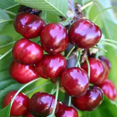 Třešeň velmi raná - chrupka 'Sweet Early' - Prunus avium 'Sweet Early'