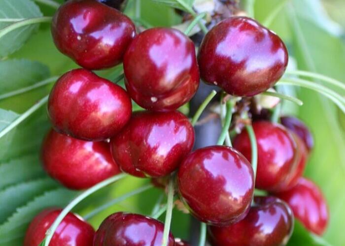 Třešeň velmi raná - chrupka 'Sweet Early' - Prunus avium 'Sweet Early'