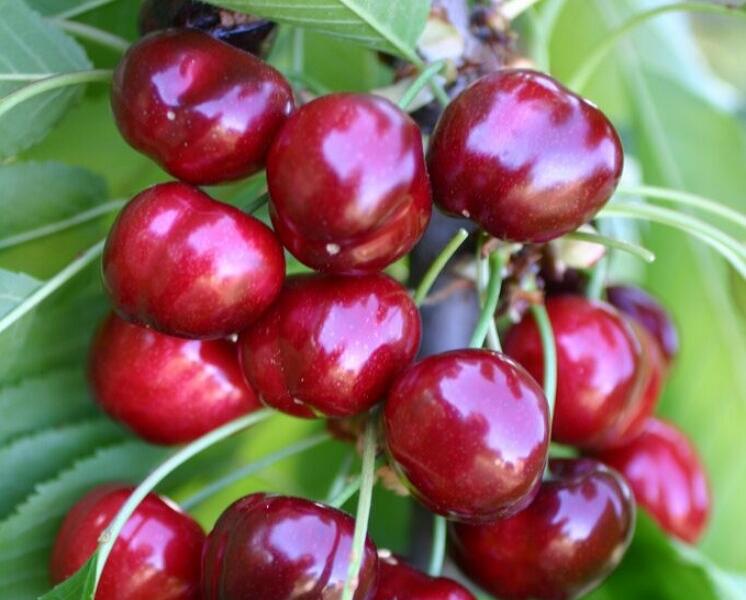 Třešeň velmi raná chrupka 'Sweet Early' - Prunus avium 'Sweet Early'