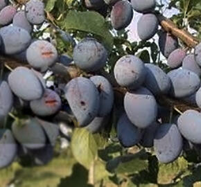 Švestka 'Topking' - Prunus domestica 'Topking'