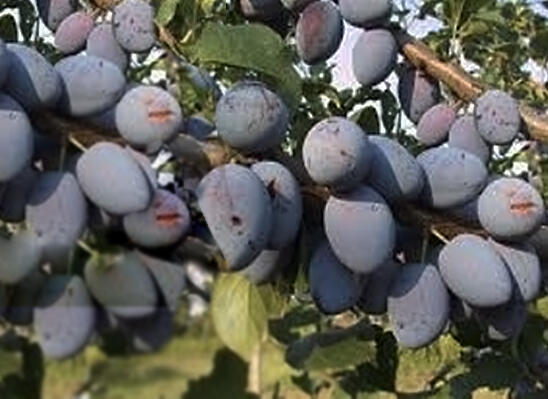 Švestka pozdní 'Topking' - Prunus domestica 'Topking'