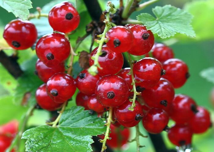 Rybíz červený 'Vitan' - Ribes rubrum 'Vitan'