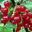 Rybíz červený 'Vitan' - Ribes rubrum 'Vitan'