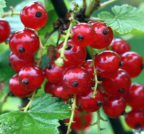 Rybíz červený 'Vitan' - Ribes rubrum 'Vitan'