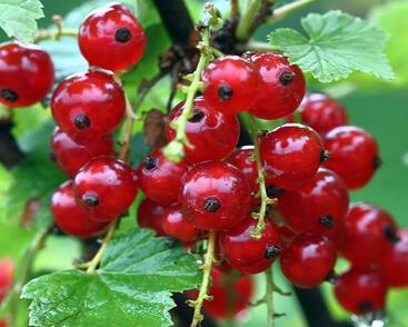 Rybíz červený 'Vitan'