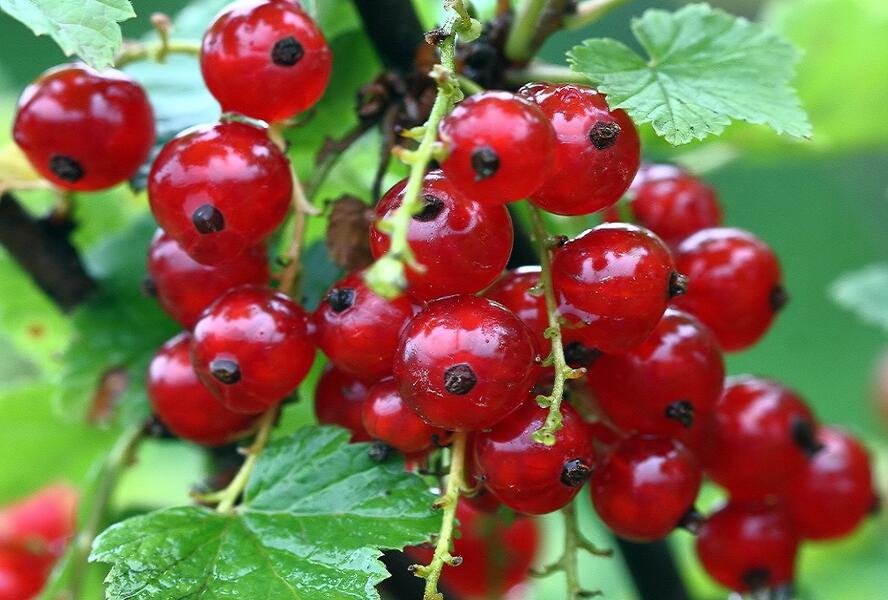 Rybíz červený 'Vitan' - Ribes rubrum 'Vitan'