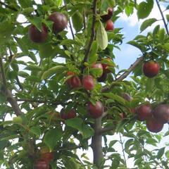 Slivoň 'Najdena' - Prunus hybrid 'Najdena'