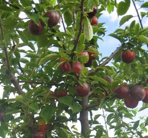 Slivoň 'Najdena' - Prunus hybrid 'Najdena'