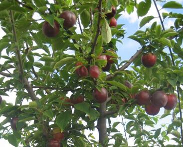 Bluma raná 'Najdena'