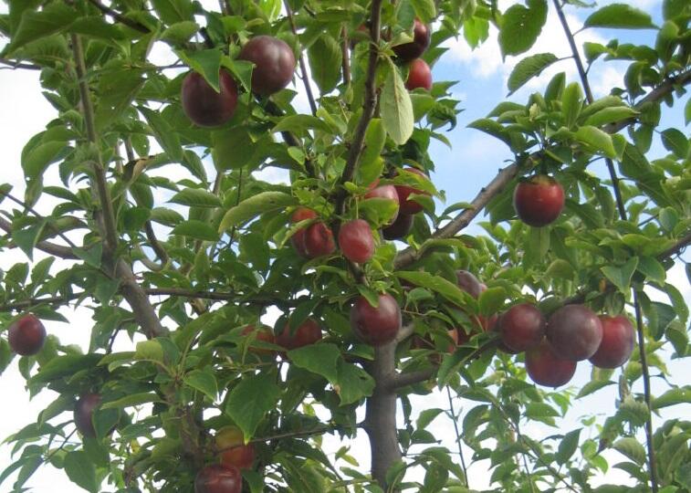 Bluma raná 'Najdena' - Prunus hybrid 'Najdena'