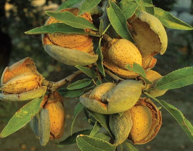 Mandloň obecná 'Ferragnes' - Prunus amygdalus 'Ferragnes'