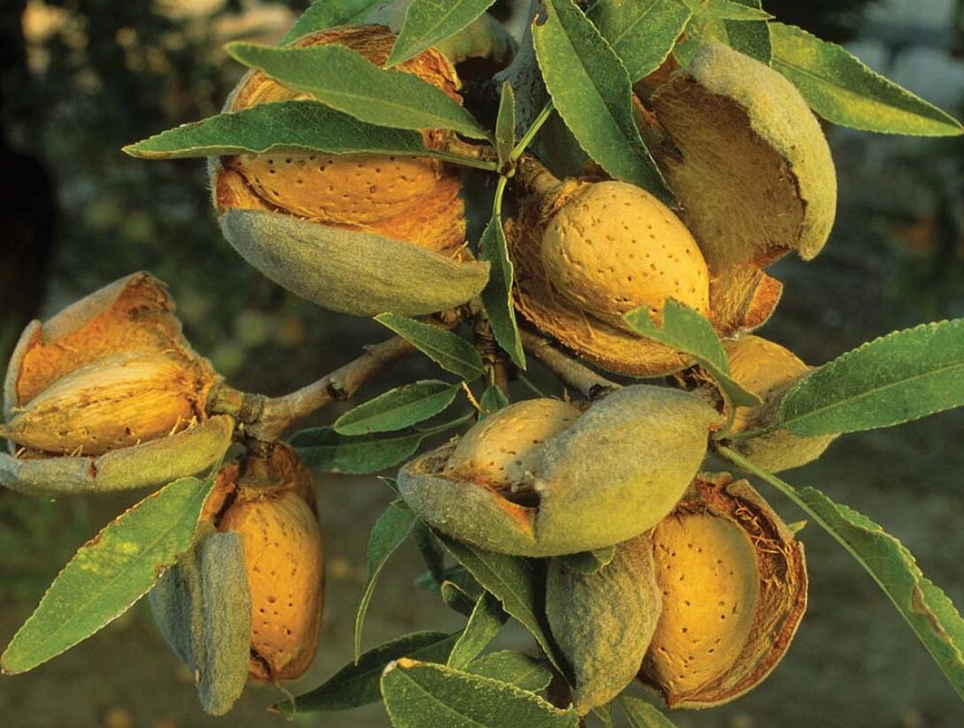 Mandloň obecná raná 'Ferragnes' - Prunus amygdalus 'Ferragnes'