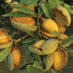 Mandloň obecná 'Ferragnes' - Prunus amygdalus 'Ferragnes'