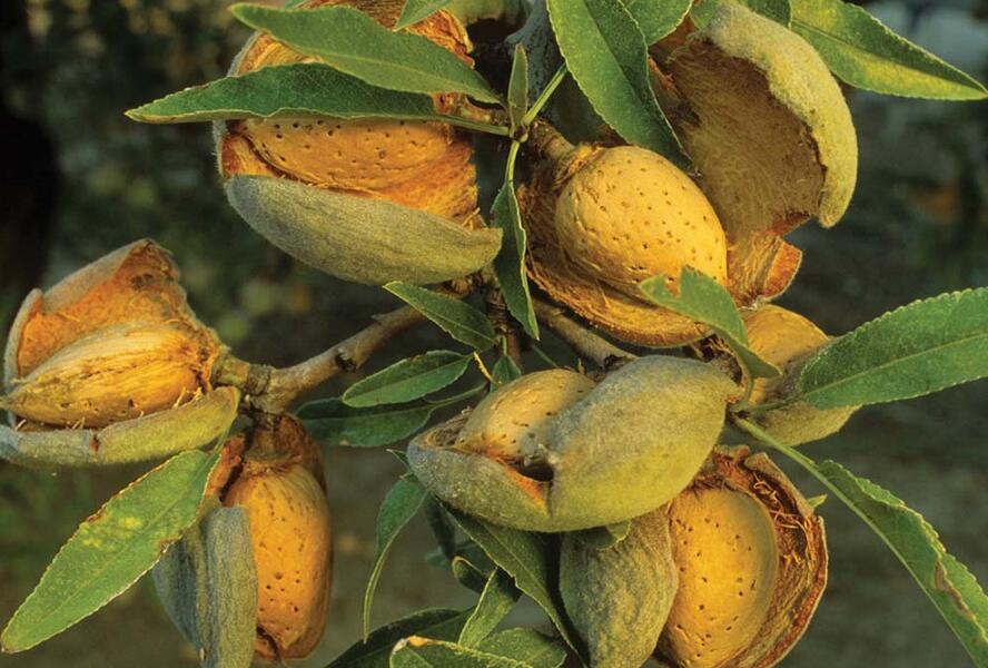 Mandloň obecná raná 'Ferragnes' - Prunus amygdalus 'Ferragnes'