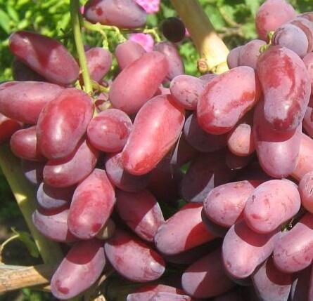 Réva vinná stolní 'Izjuminka' - Vitis vinifera 'Izjuminka'