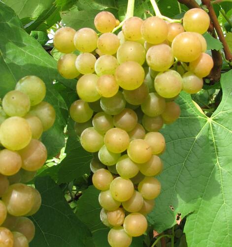 Réva vinná 'Pomeranč' - Vitis vinifera 'Pomeranč'