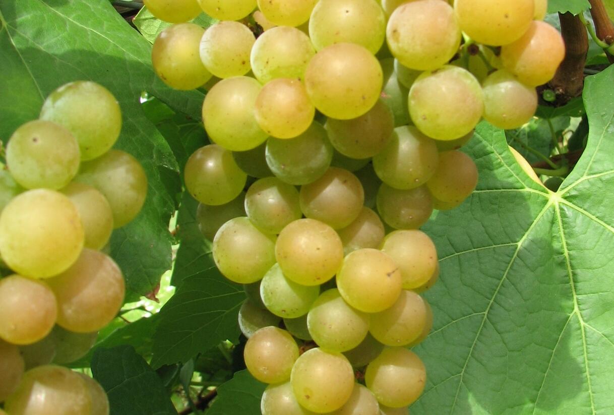 Réva vinná stolní 'Pomeranč' - Vitis vinifera 'Pomeranč'