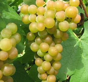 Réva vinná 'Pomeranč' - Vitis vinifera 'Pomeranč'