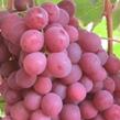 Réva vinná 'Gurmán' - Vitis vinnifera 'Gurmán'