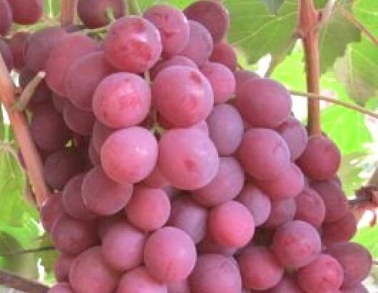 Réva vinná stolní 'Gurmán' - Vitis vinifera 'Gurmán'