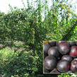 Švestkomeruňka 'Chernyj Barchat' - Prunus hybrid 'Chernyj Barchat'