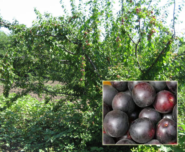 Švestkomeruňka středně raná 'Chernyj Barchat' - Prunus hybrid 'Chernyj Barchat'