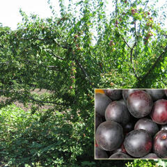 Švestkomeruňka 'Chernyj Barchat' - Prunus hybrid 'Chernyj Barchat'