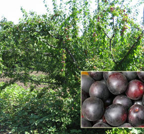 Švestkomeruňka 'Chernyj Barchat' - Prunus hybrid 'Chernyj Barchat'